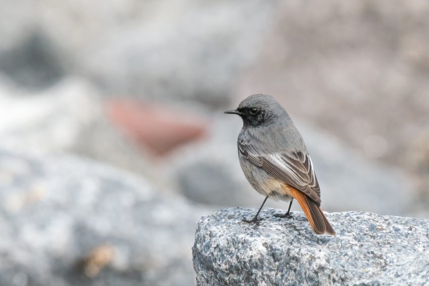 Observez les oiseaux depuis votre lieu de confinement