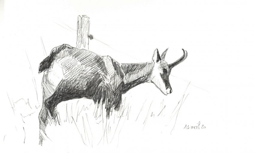 Un chamois en bas du jardin - La Salamandre