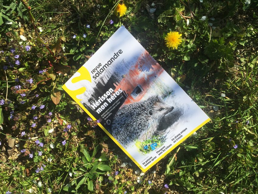 Revue Salamandre 257 Hérisson mon héros