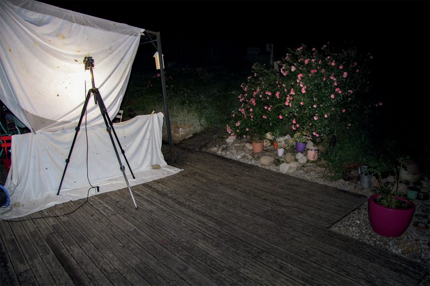 488 papillons de nuit observés dans un jardin en trois ans