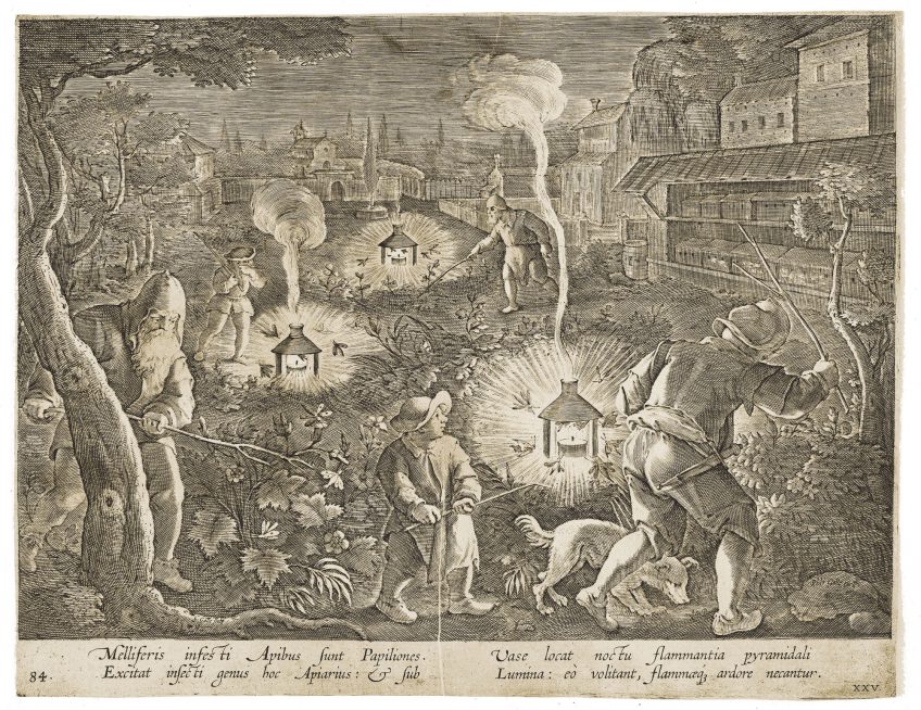 Gravure de personnages qui utilisent des lanternes pour attirer et détruire des papillons jugés nuisibles pour les abeilles