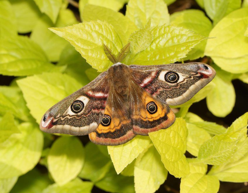 Petit paon de nuit (Saturnia pavonia)