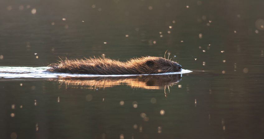 Comment nager près d'un castor sans le déranger