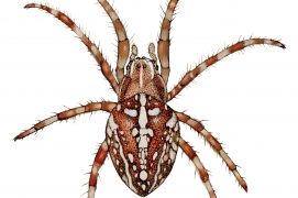 Epeire diadème (Araneus diadematus) / © Gaëtan du Chatenet