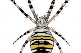 Argiope frelon (Argiope bruennichi)  / © Gaëtan du Chatenet