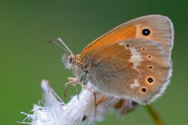 Le fadet des tourbières est un papillon rare qui recherche les zones humides acides riches en linaigrettes. / © Michel Rauch / Biosphoto