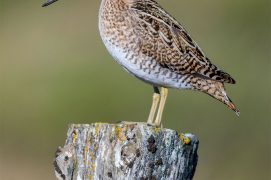 Le bassin du Drugeon a une importance reconnue pour la nidification de la bécassine des marais. / © Saverio Gatto / Biosphoto