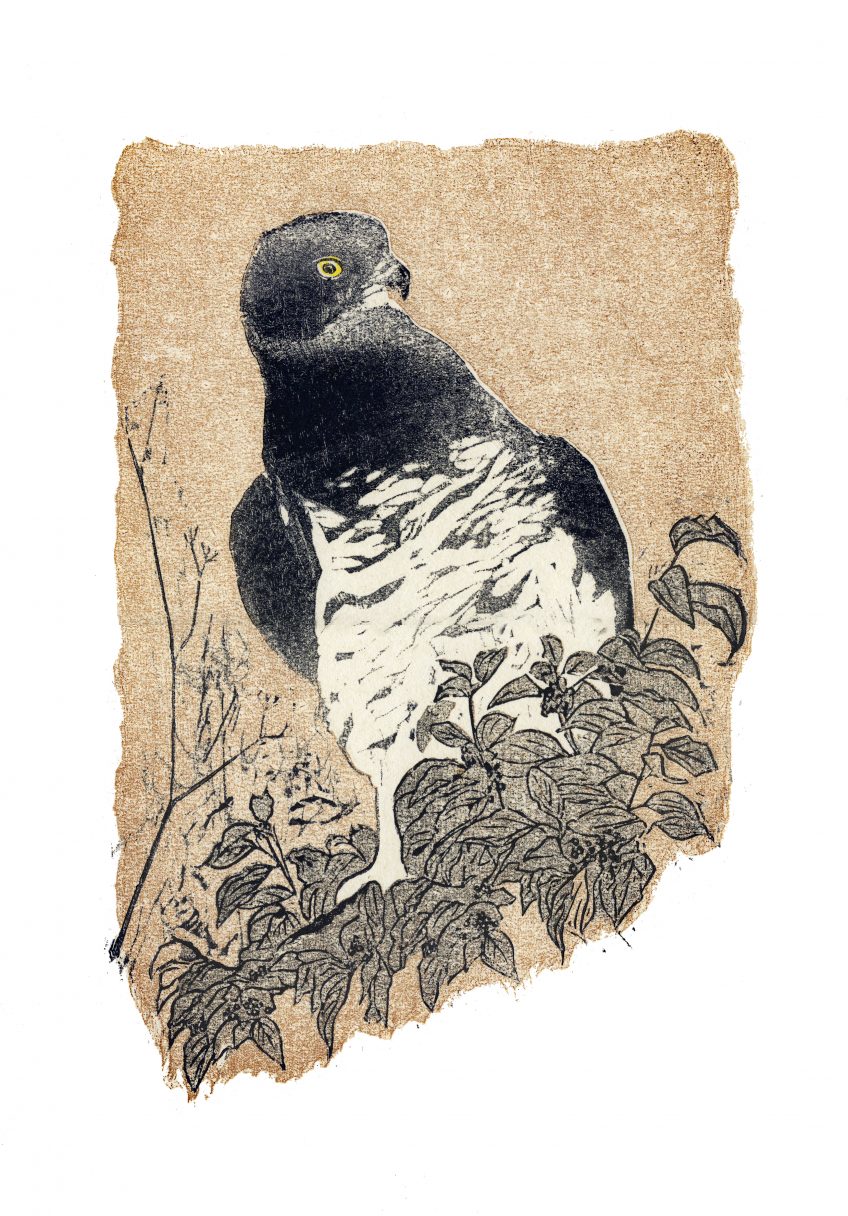 Bondrée apivore dans un cornouiller • Calvisson (Gard) • 30 juillet 2005 • gravure sur bois Bondrée apivore dans un cornouiller • Calvisson (Gard) • 30 juillet 2005 • gravure sur bois