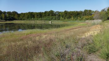 Dans le camp militaire de Chambaran, on peut observer des espèces rares comme le triton crêté ou la libellule cordulie à deux taches.