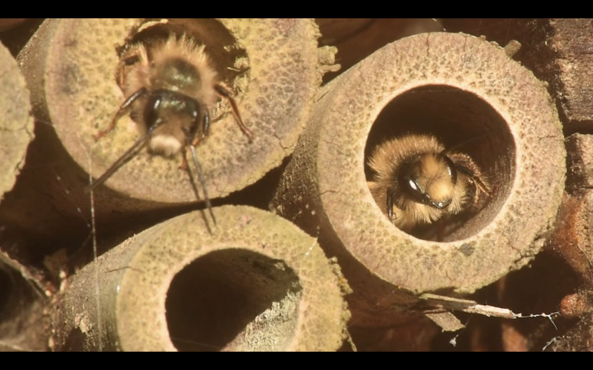 Osmie sortnat la tête de son hôtel à insectes