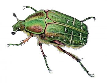 Cétoine dorée