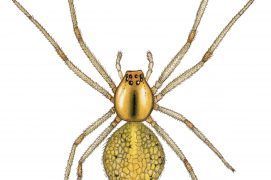 Théridion ovoïde (Enoplognatha ovata) / © Gaëtan du Chatenet