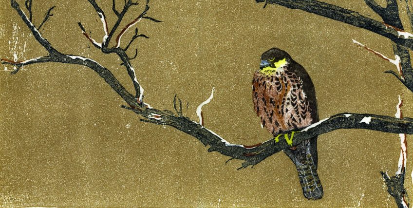 Faucon d’Eléonore dans un arbre mort • Cévennes gardoises • 28 juin 2017 • gravure sur bois