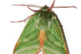 Halias du hêtre (Pseudoips prasinanus) / © Jean-Philippe Paul