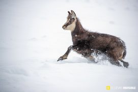 Jeune chamois dans la poudreuse / © Olivier Born Jeune chamois dans la poudreuse / © Olivier Born