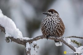 Rencontre avec le cassenoix moucheté, un corvidé fort bruyant / © Olivier Born Rencontre avec le cassenoix moucheté, un corvidé fort bruyant / © Olivier Born