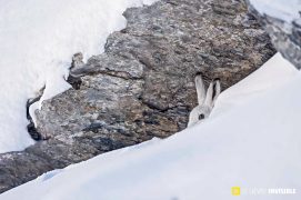 Lièvre variable au gîte sous un rocher / © Olivier Born Lièvre variable au gîte sous un rocher / © Olivier Born