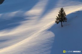 Loin du virus et des regards, l'univers immaculé du lièvre variable / © Olivier Born Loin du virus et des regards, l'univers immaculé du lièvre variable / © Olivier Born