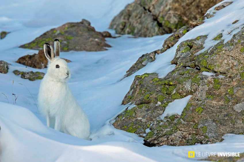 Le-lievre-invisible-E1-6.jpg