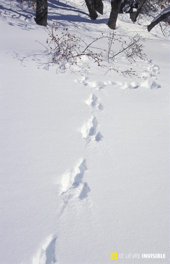 Piste de lièvre variable dans la poudreuse / © D. Fiat (PNE)