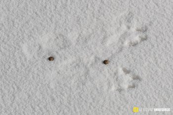 Empreintes et crottes de blanchon dans la neige / © M. Corail (PNE)