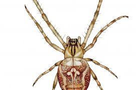 Méta d’automne (Metellina segmentata) / © Gaëtan du Chatenet