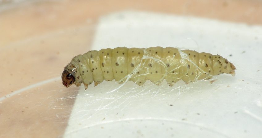 Teigne du poireau (Acrolepiopsis assectella) Chenille teigne du poireau (Acrolepiopsis assectella)