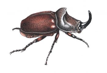 Rhinocéros (Oryctes nasicornis)