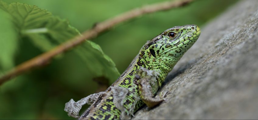 Pourquoi les lézards et autres reptiles changent-ils de peau ?