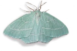 Phalène-printanière (Hemistola chrysoprasaria) / © Jean-Philippe Paul