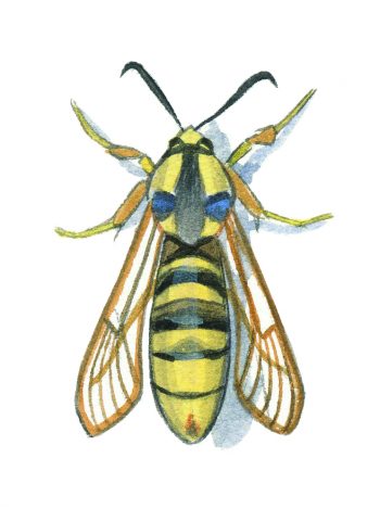 Sésie frelon (Sesia apiformis)