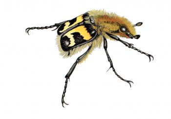 Trichie fasciée