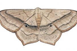 Acidalie fausse-timandre (Scopula imitaria) / © Sylvain Leparoux