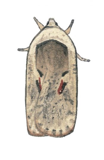 Agonopterix sp