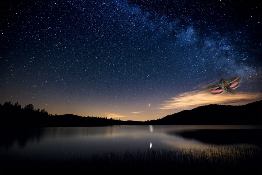 Moins de pollution lumineuse pour aider les papillons de nuit