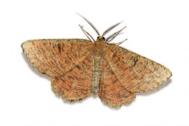 Angéronie du prunier (Angerona prunaria) / © Jean-Philippe Paul