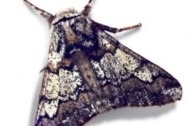 Biston marbré (Biston strataria) / © Jean-Philippe Paul