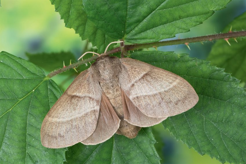 Bombyx de la ronce (Macrothylacia rubi) Bombyx de la ronce (Macrothylacia rubi)