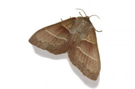 Bombyx de la ronce (Macrothylacia rubi) / © Jean-Philippe Paul