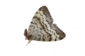 Bombyx disparate (Lymantria dispar) / © Daniel Morel