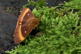 Bombyx du chêne ou 
minime à bandes jaunes (Lasiocampa quercus) / © Frank Hecker