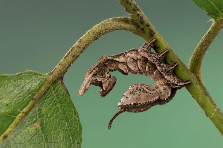 Bombyx du hêtre (Stauropus fagi) Chenille Bombyx du hêtre (Stauropus fagi)