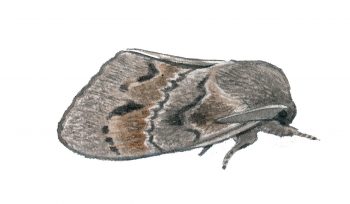 Bombyx du pin (Dendrolimus pini)