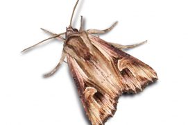 Camomillière (Actinotia polyodon) / © Jean-Philippe Paul