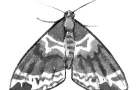 Cidarie verdâtre (Colostygia pectinataria) / © Sylvain Leparoux