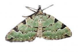 Cidarie verdâtre (Colostygia pectinataria) / © Jean-Philippe Paul