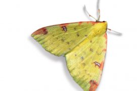 Citronnelle rouillée (Opisthograptis luteolata) / © Jean-Philippe Paul