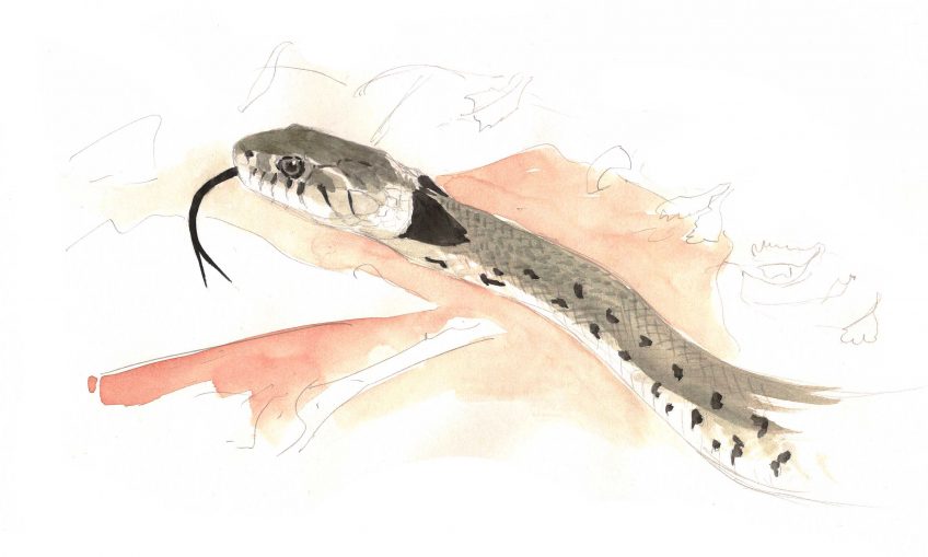 Conflit helvète - La Salamandre