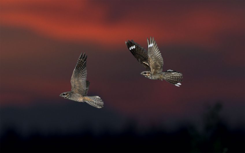 Couple d’engoulevents d’Europe dont le mâle se reconnaît au spot blanc à la pointe de l’aile L'engoulevent, un oiseau friand de papillons de nuit