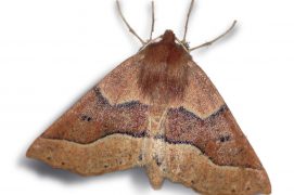 Crocalle du prunellier (Crocallis tusciaria) / © Jean-Philippe Paul